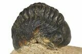 Bargain 3D Reedops Trilobite Fossils  - Photo 2